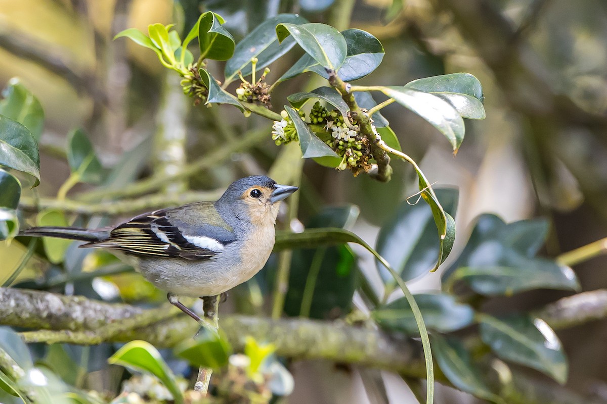 Madeira Chaffinch - Anonymous