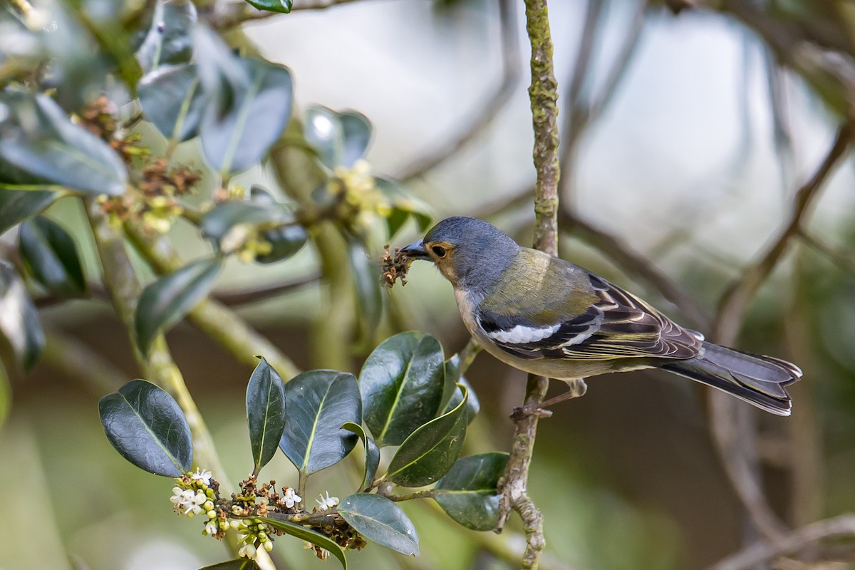 Madeira Chaffinch - Anonymous