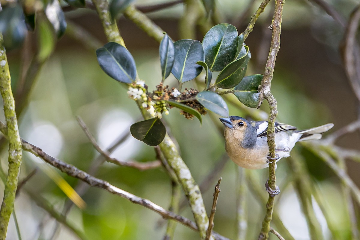 Madeira Chaffinch - Anonymous