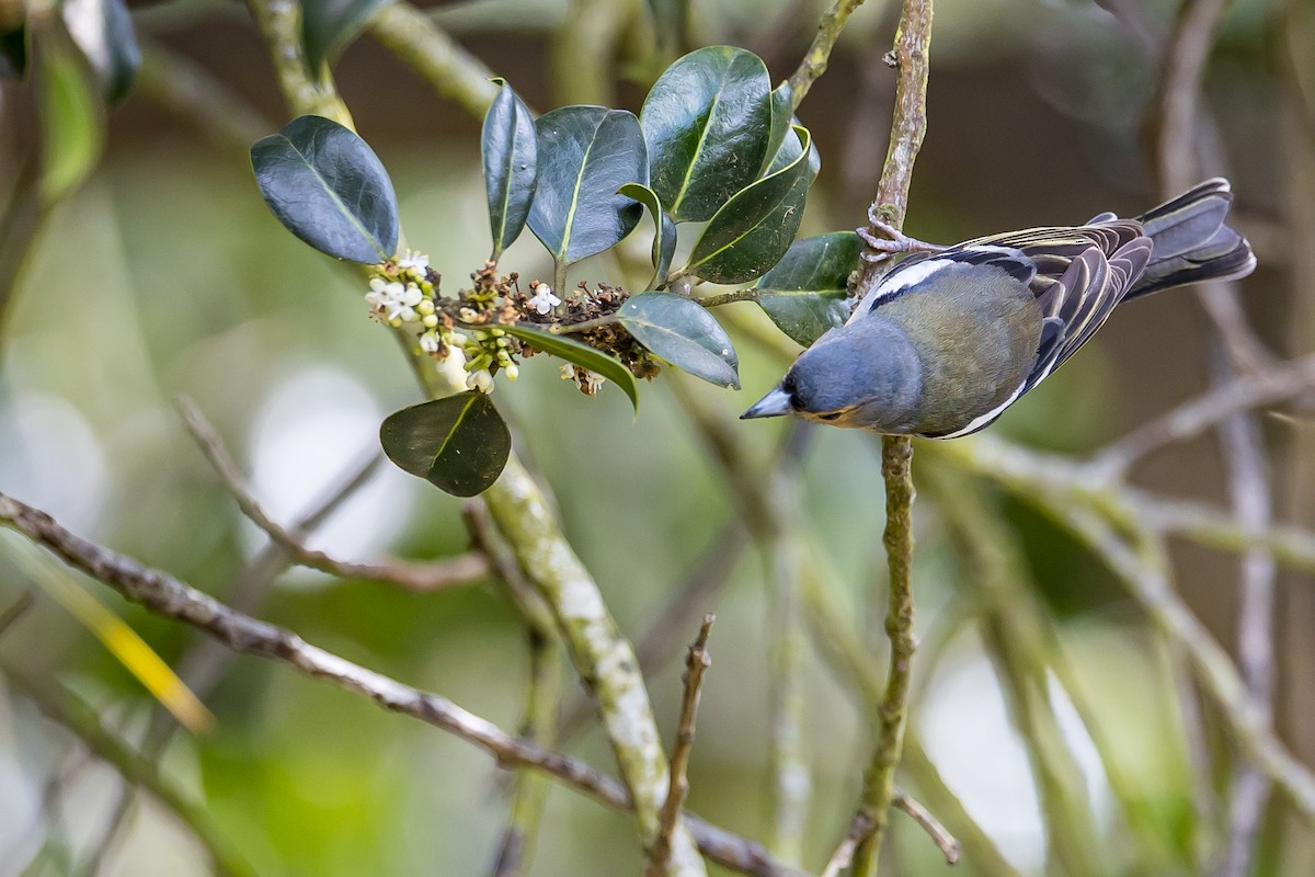 Madeira Chaffinch - Anonymous