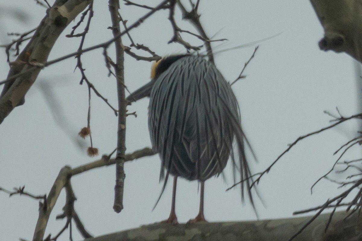 Yellow-crowned Night Heron - ML616776034