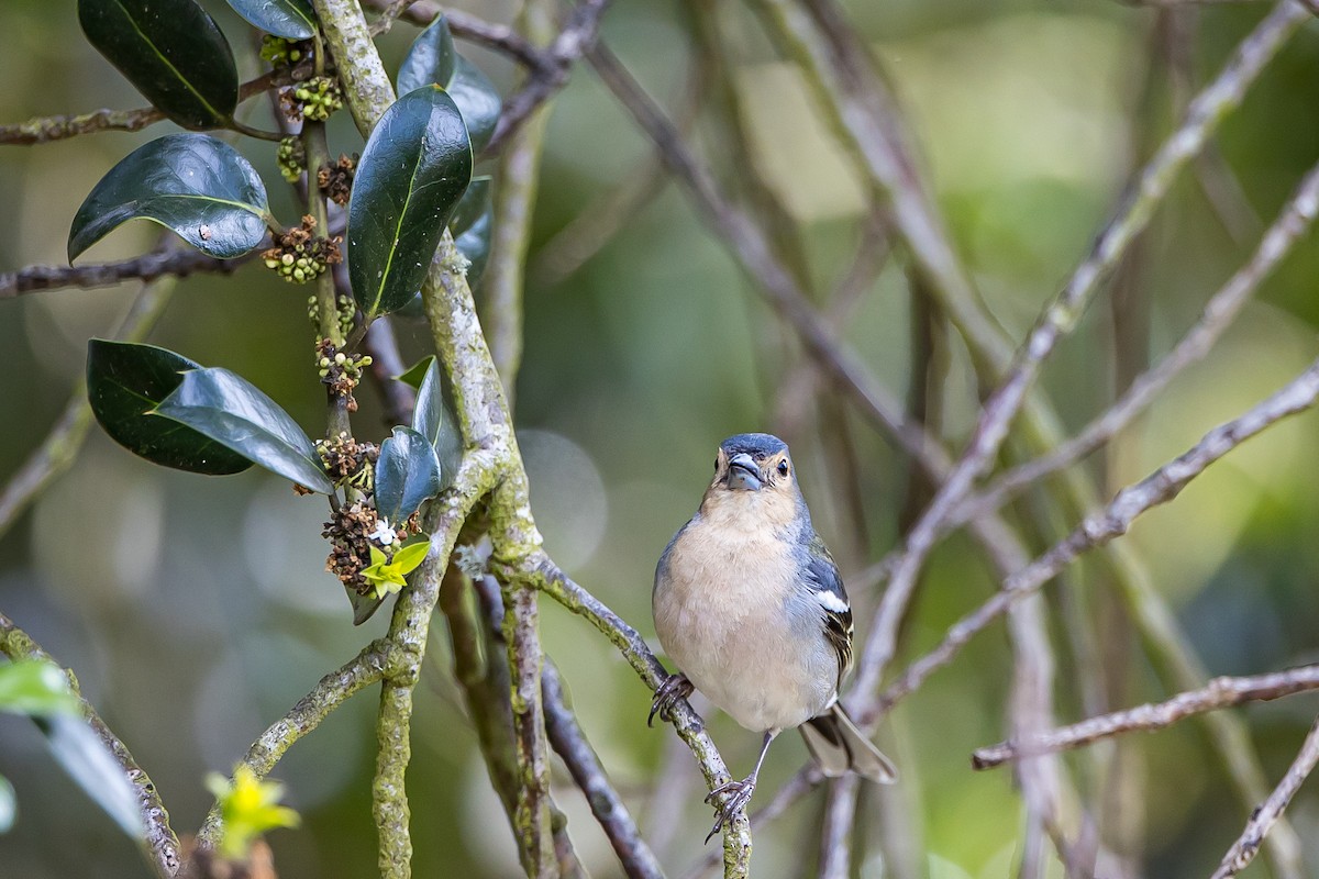 Madeira Chaffinch - Anonymous