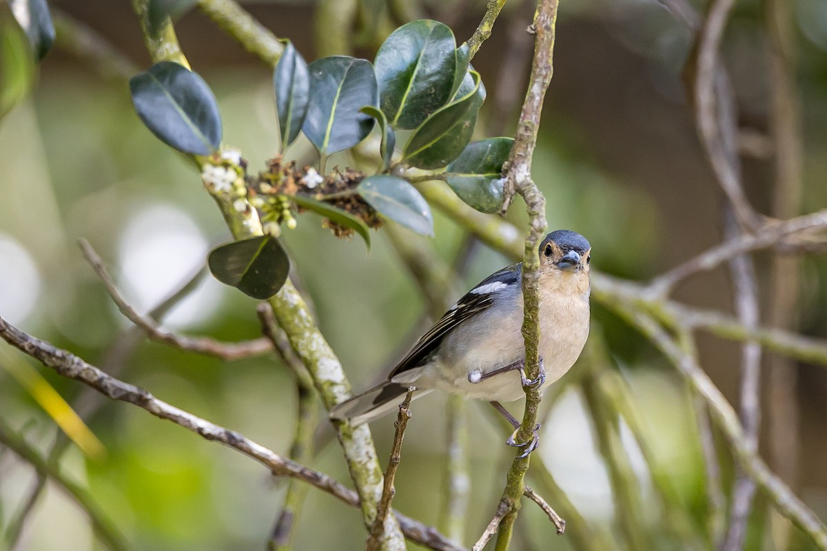 Madeira Chaffinch - Anonymous