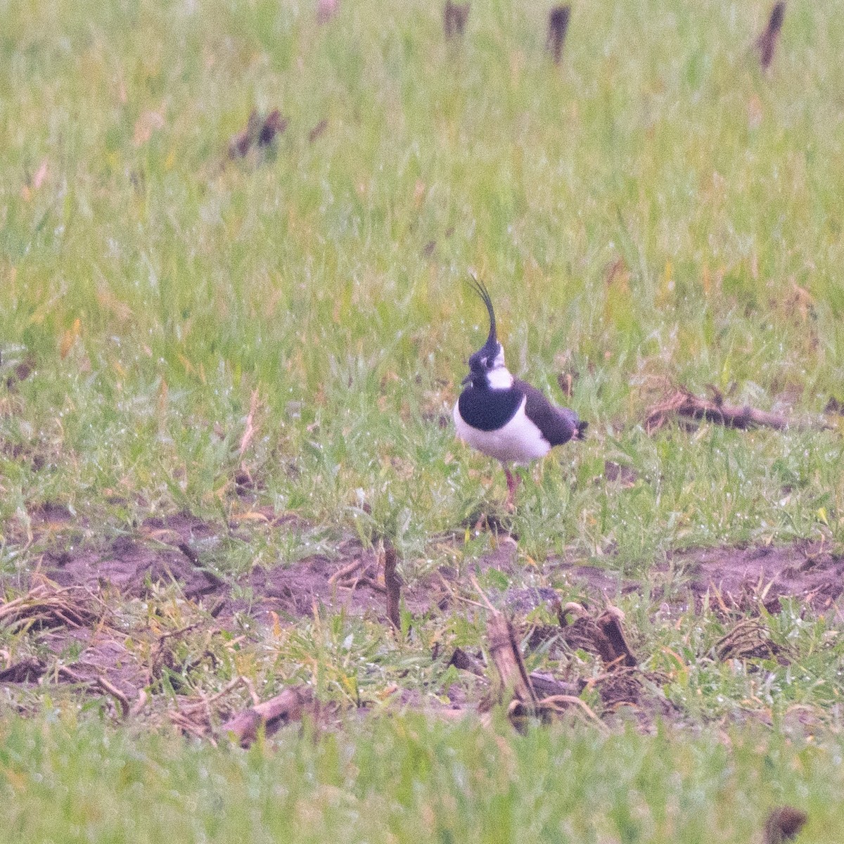 Northern Lapwing - ML616776066