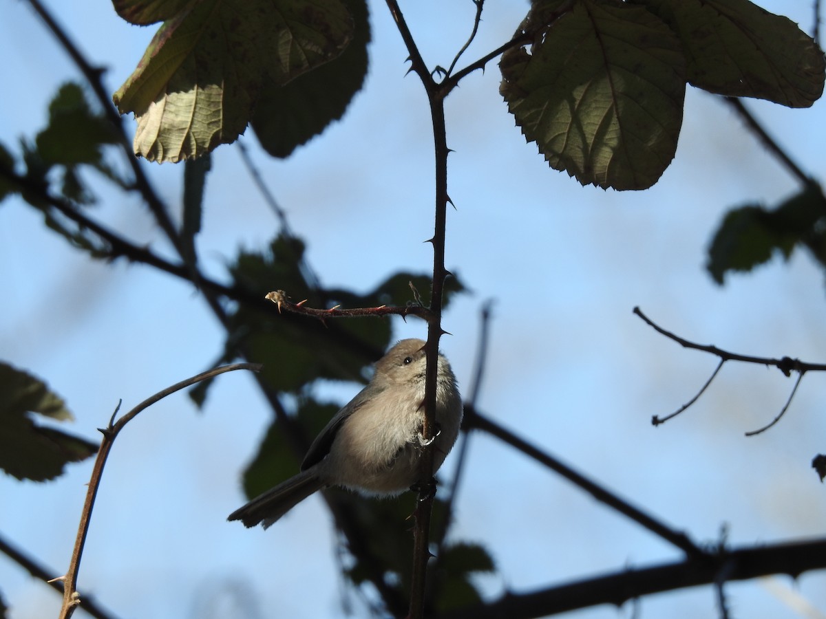 Bushtit - ML616776130