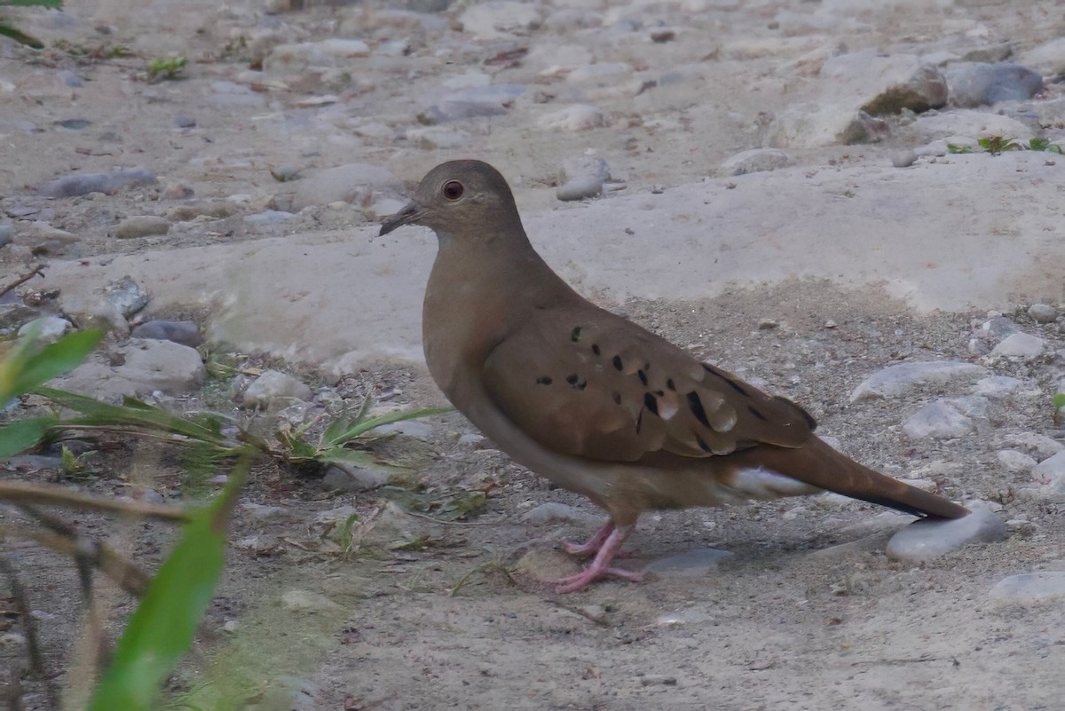 Ruddy Ground Dove - Steve Luke