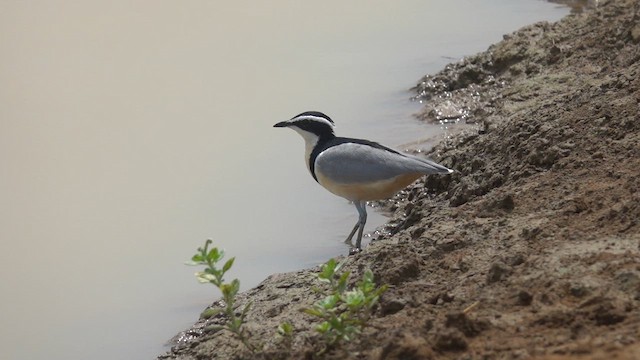 Egyptian Plover - ML616776150