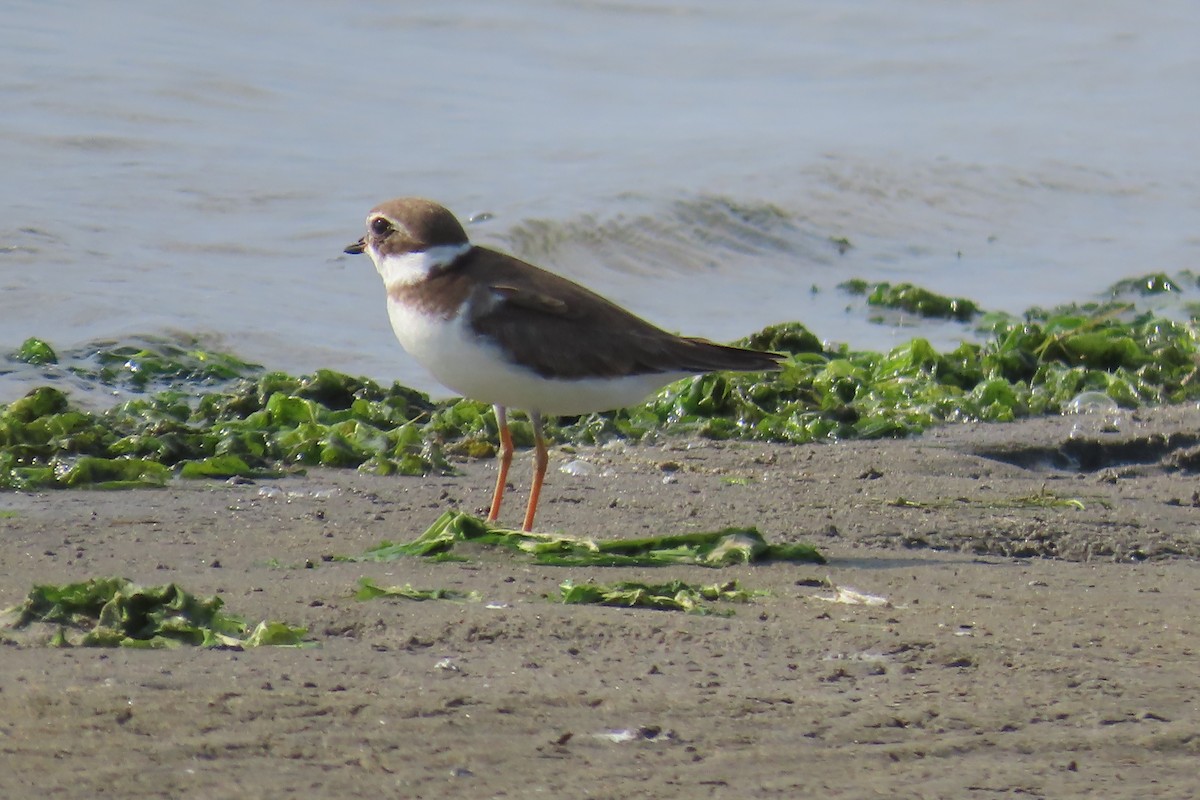 Semipalmated Plover - ML616776183