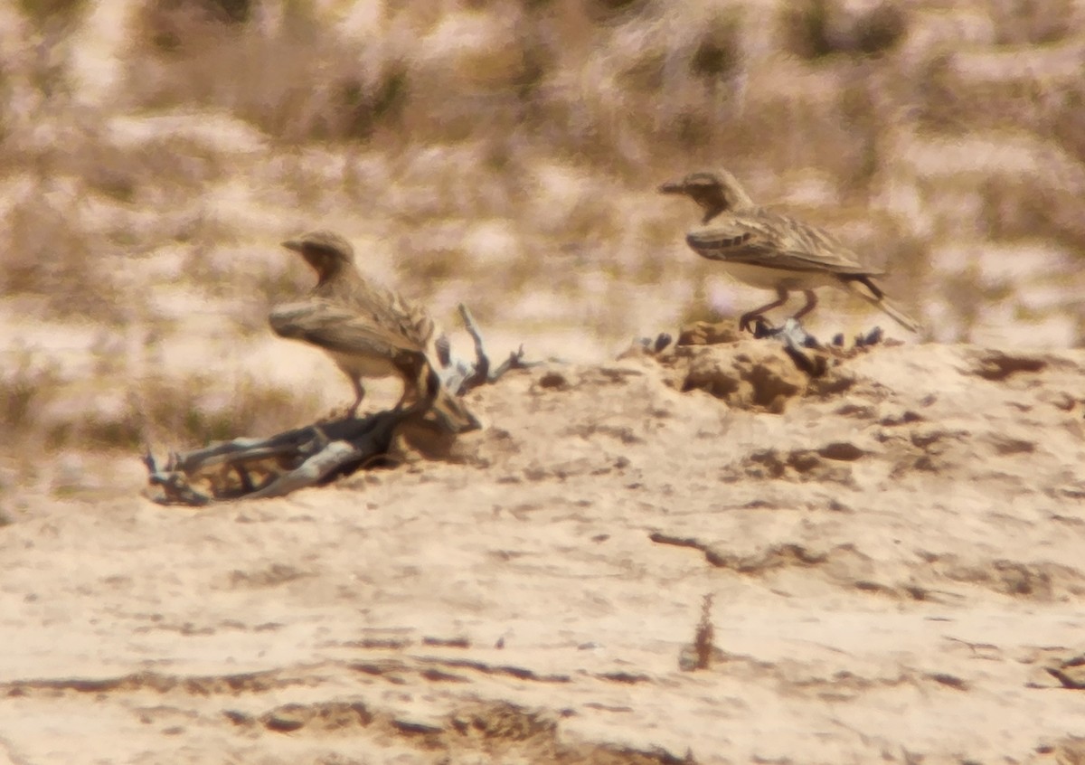 Greater Short-toed Lark - ML616776207