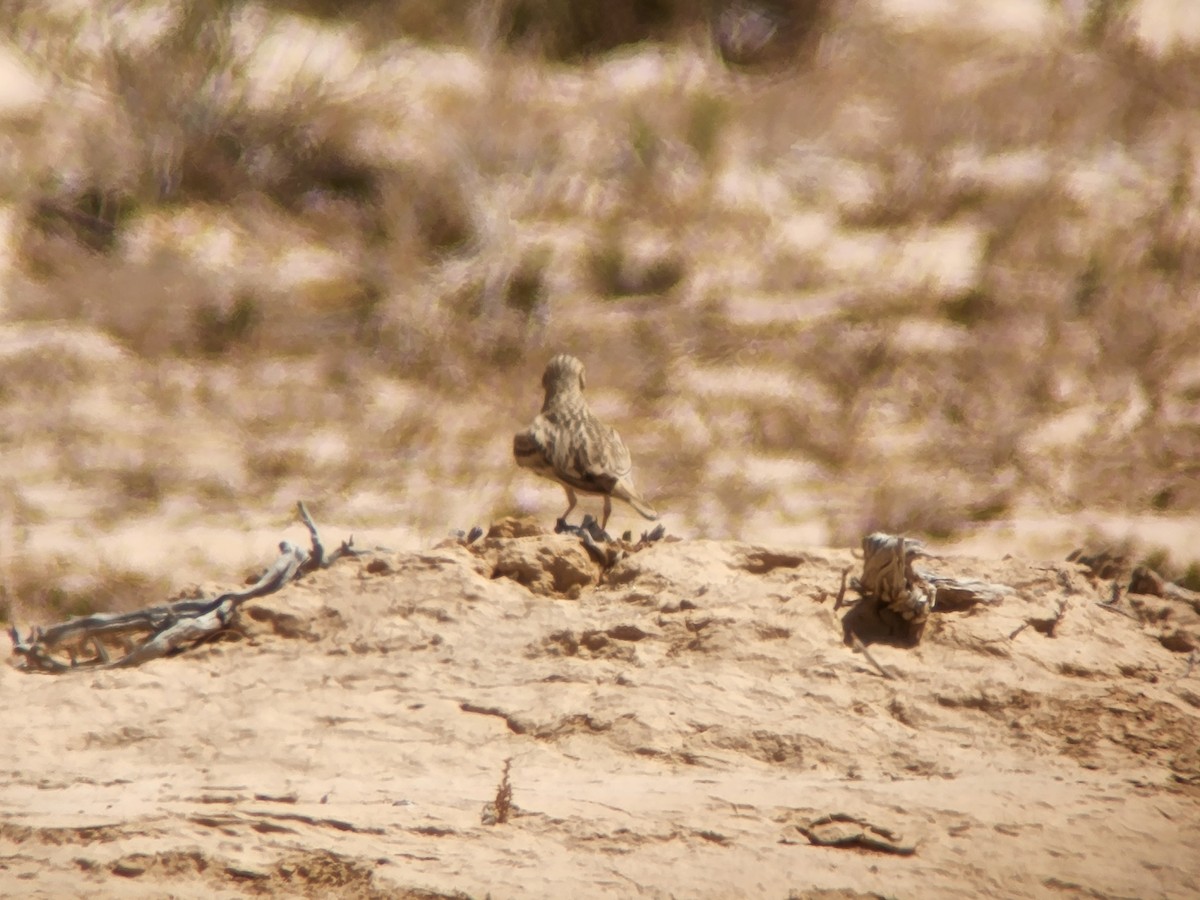 Greater Short-toed Lark - ML616776209