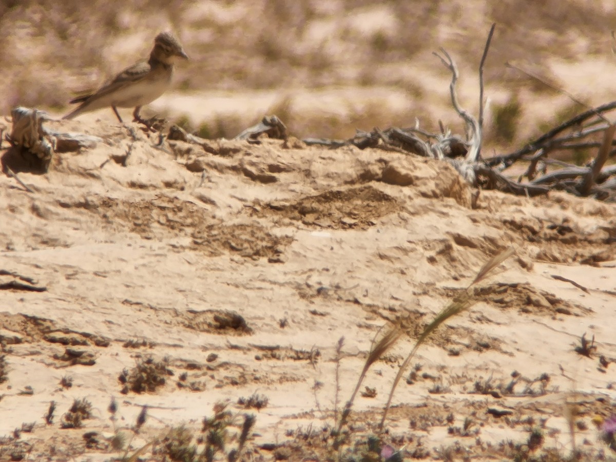 Greater Short-toed Lark - ML616776210