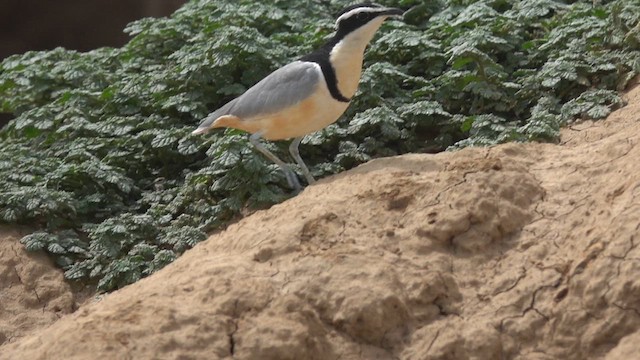 Egyptian Plover - ML616776223