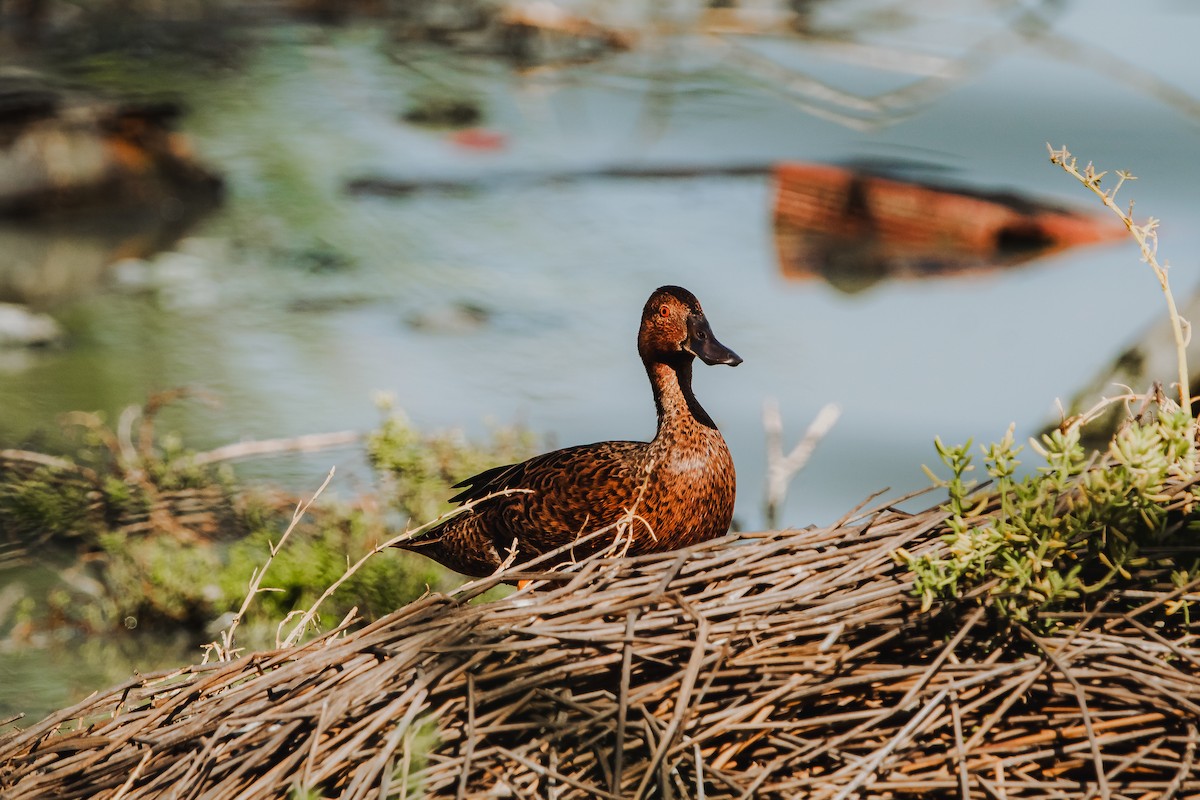 Cinnamon Teal - ML616776232