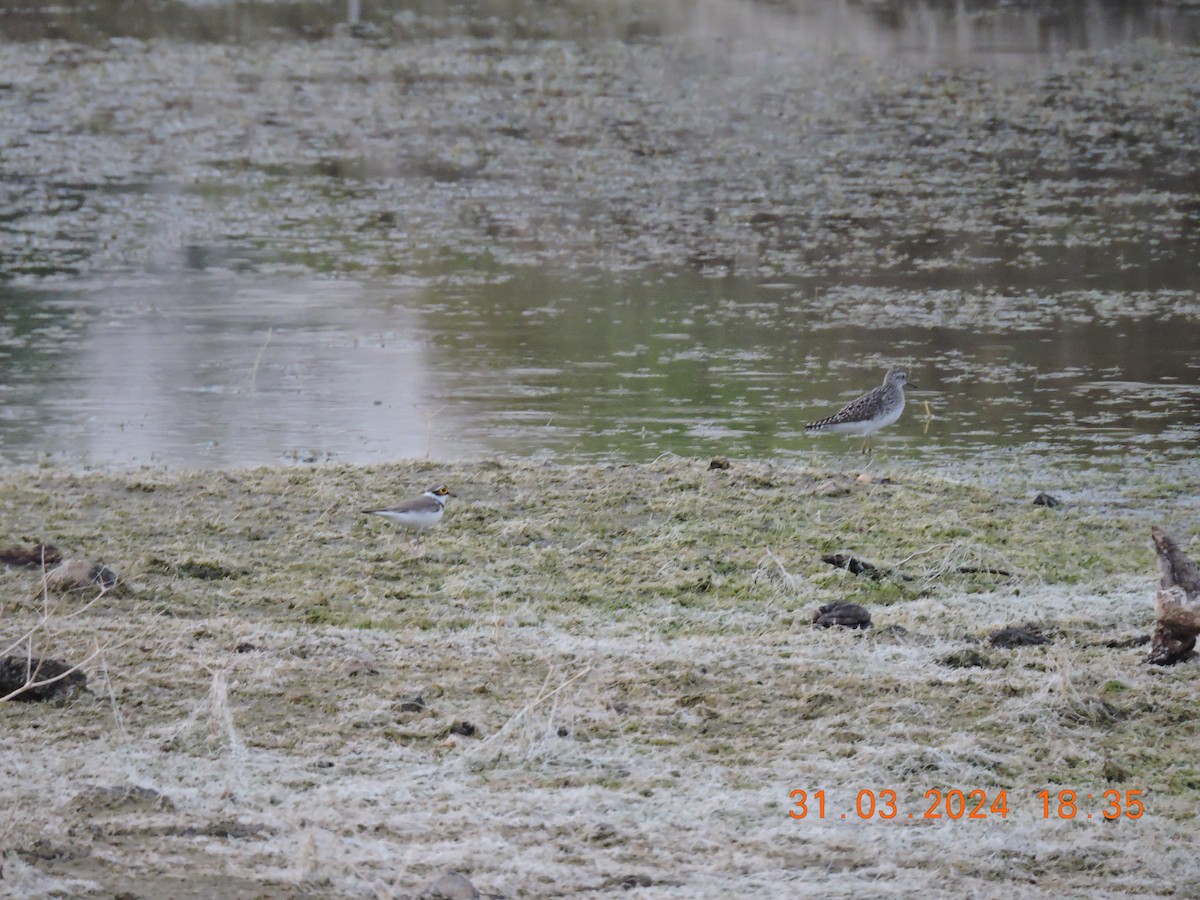 Little Ringed Plover - ML616776241