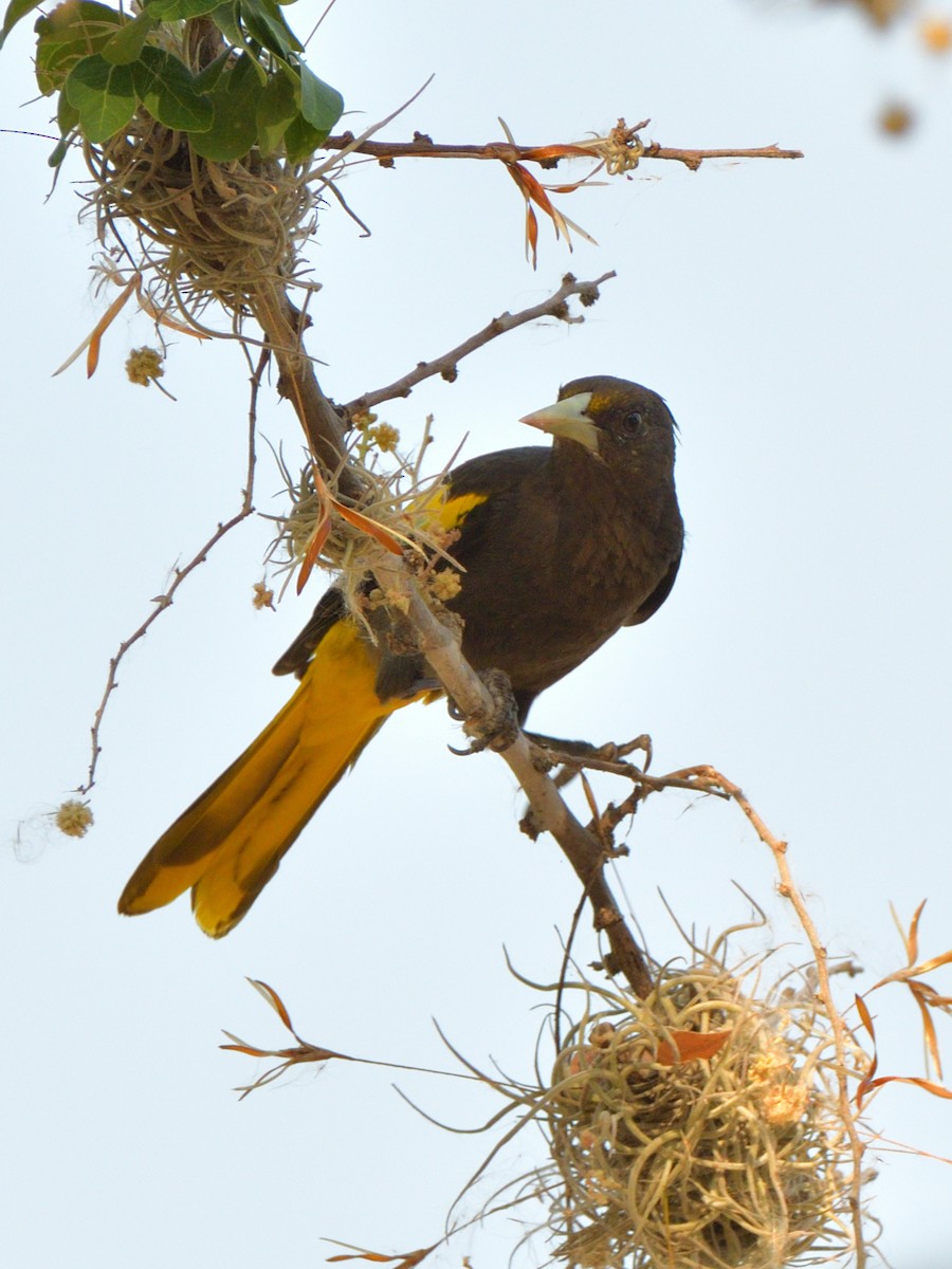 Yellow-winged Cacique - Isain Contreras