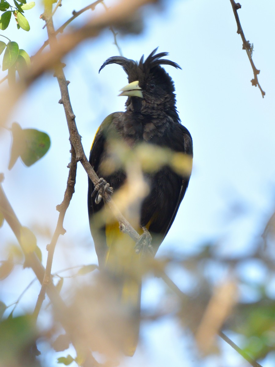 Yellow-winged Cacique - Isain Contreras