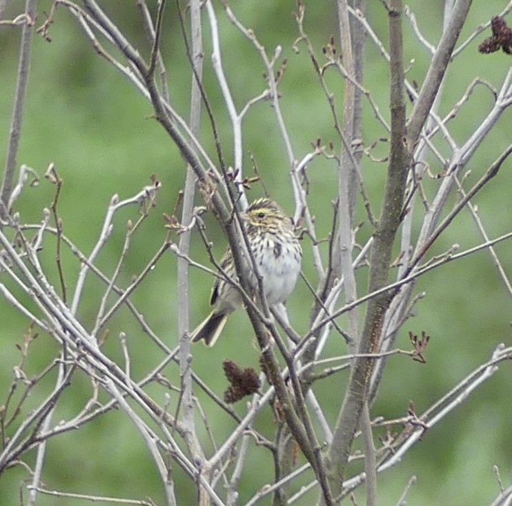 Savannah Sparrow - ML616776278
