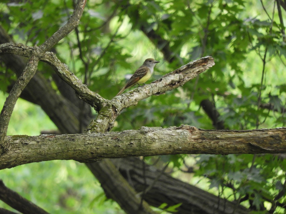 Great Crested Flycatcher - Heidi Tarasiuk