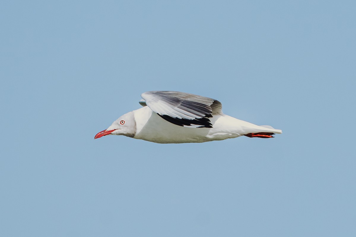 Gaviota Cabecigrís - ML616776310