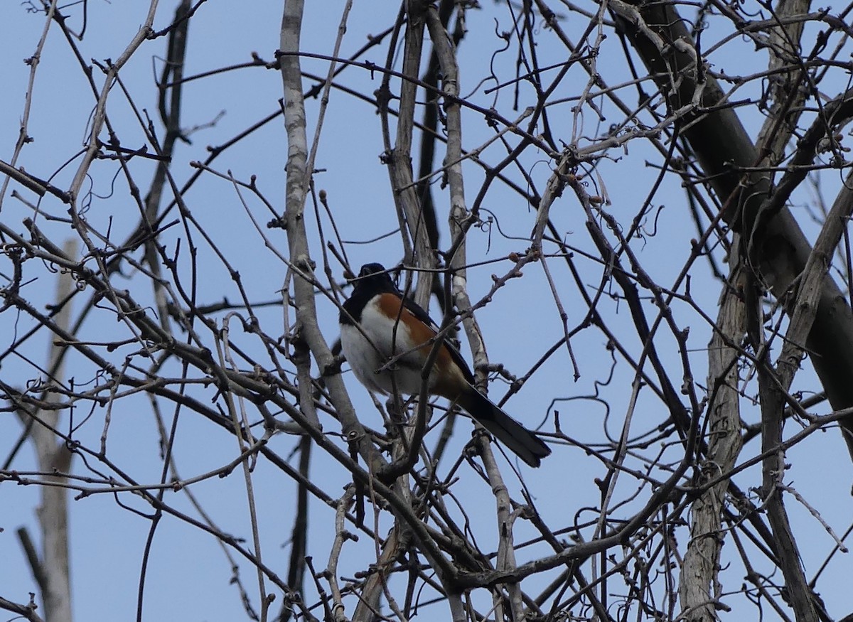 Eastern Towhee - ML616776311