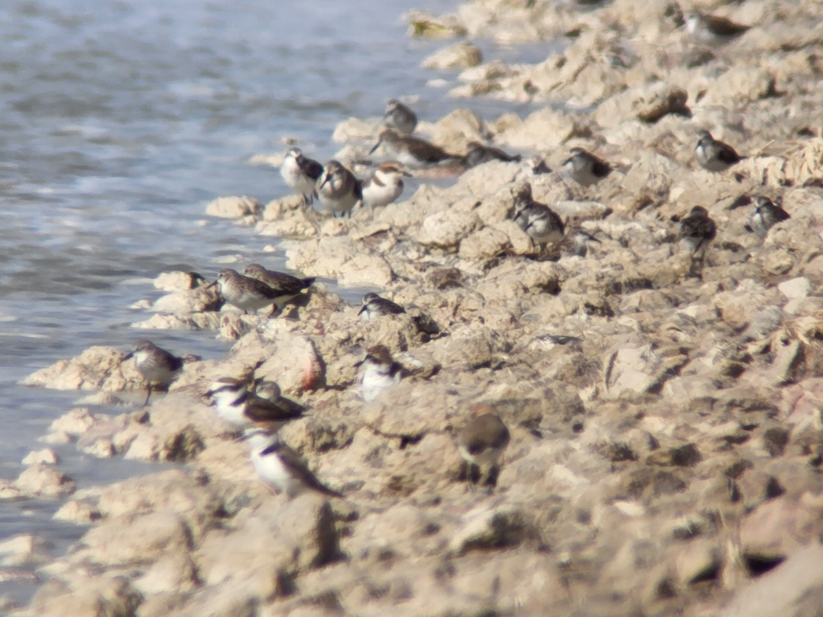 Kentish Plover - ML616776312