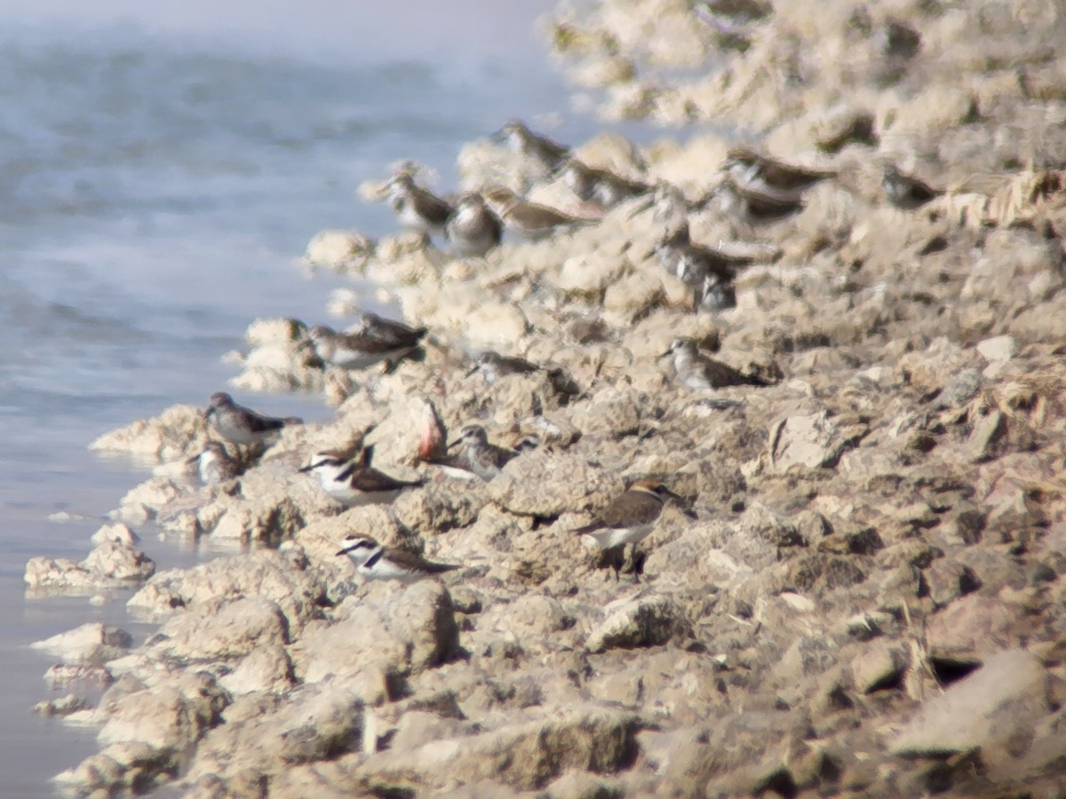 Kentish Plover - ML616776313