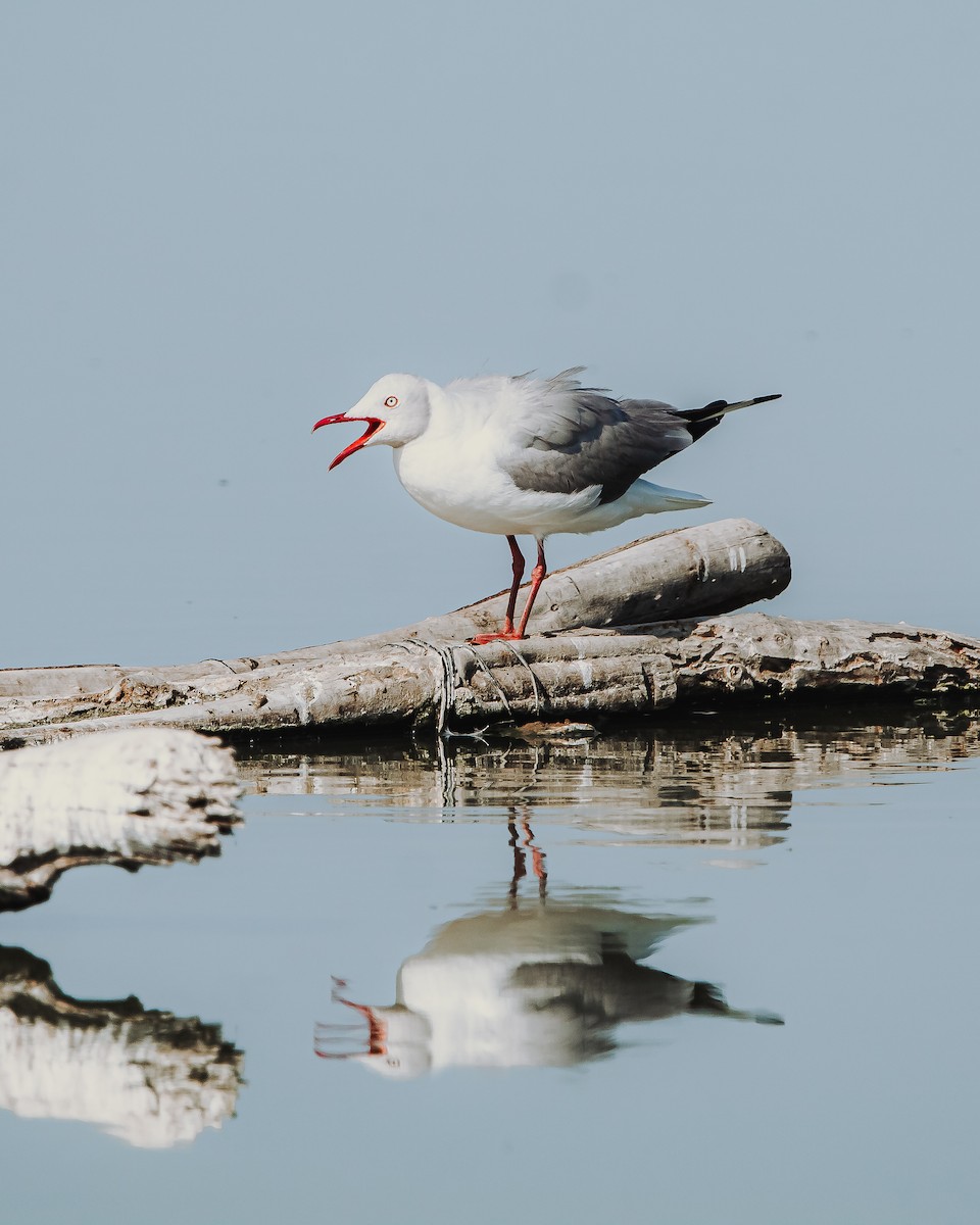 Gray-hooded Gull - ML616776316