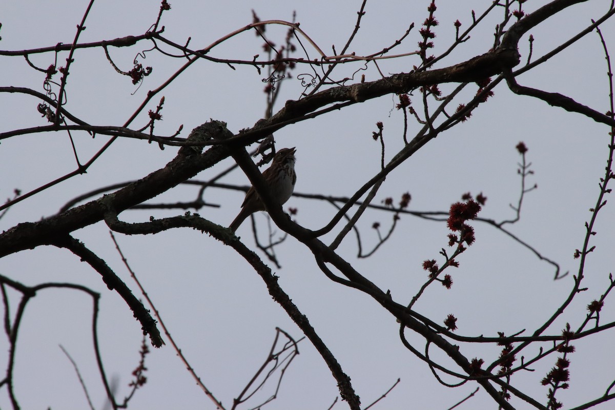 Song Sparrow - ML616776335