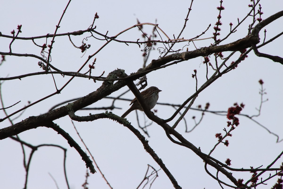 Song Sparrow - ML616776336