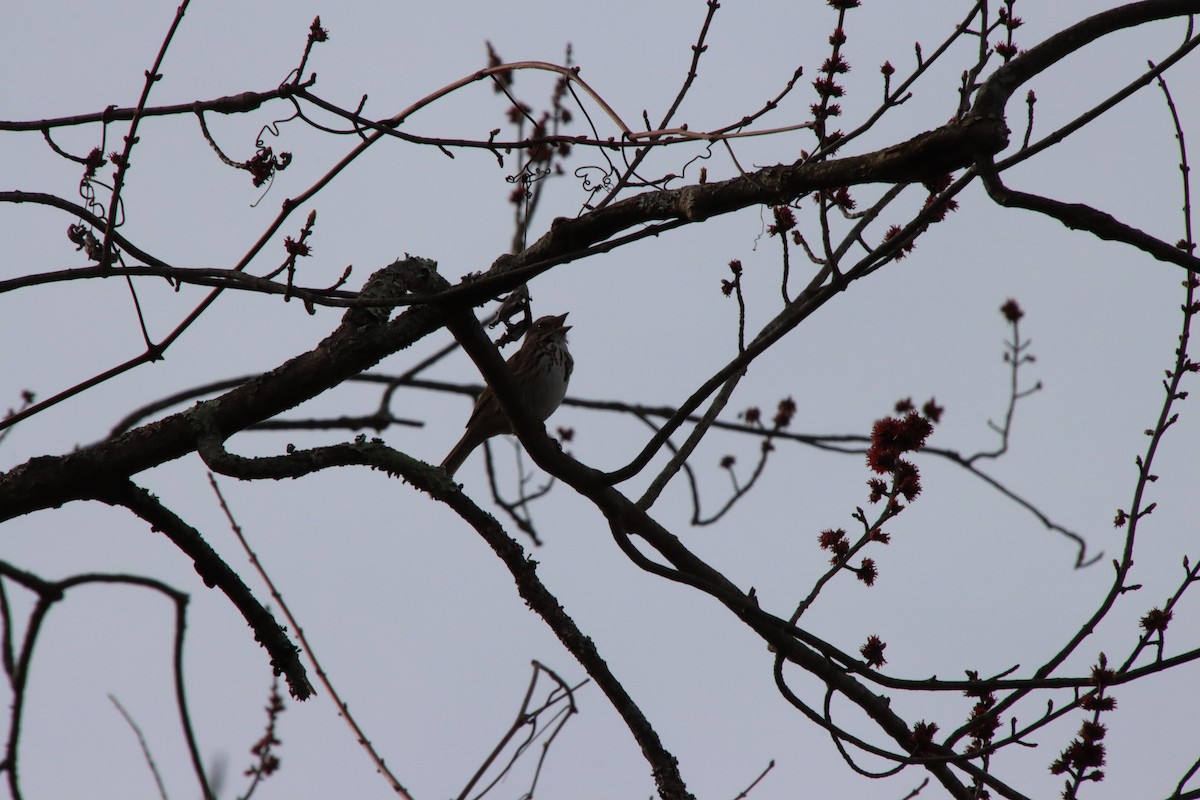 Song Sparrow - ML616776337