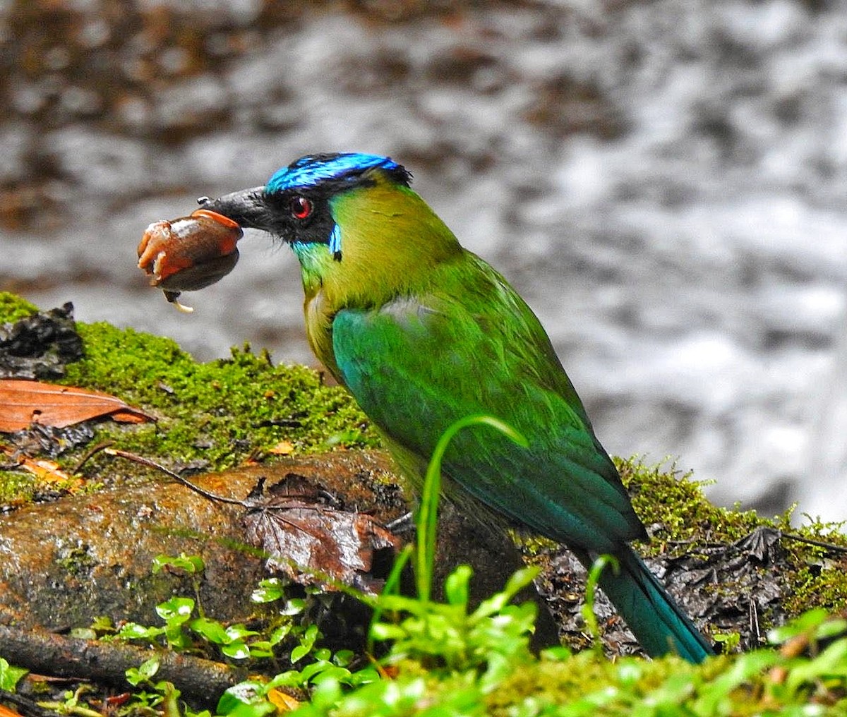 Andean Motmot - ML616776345