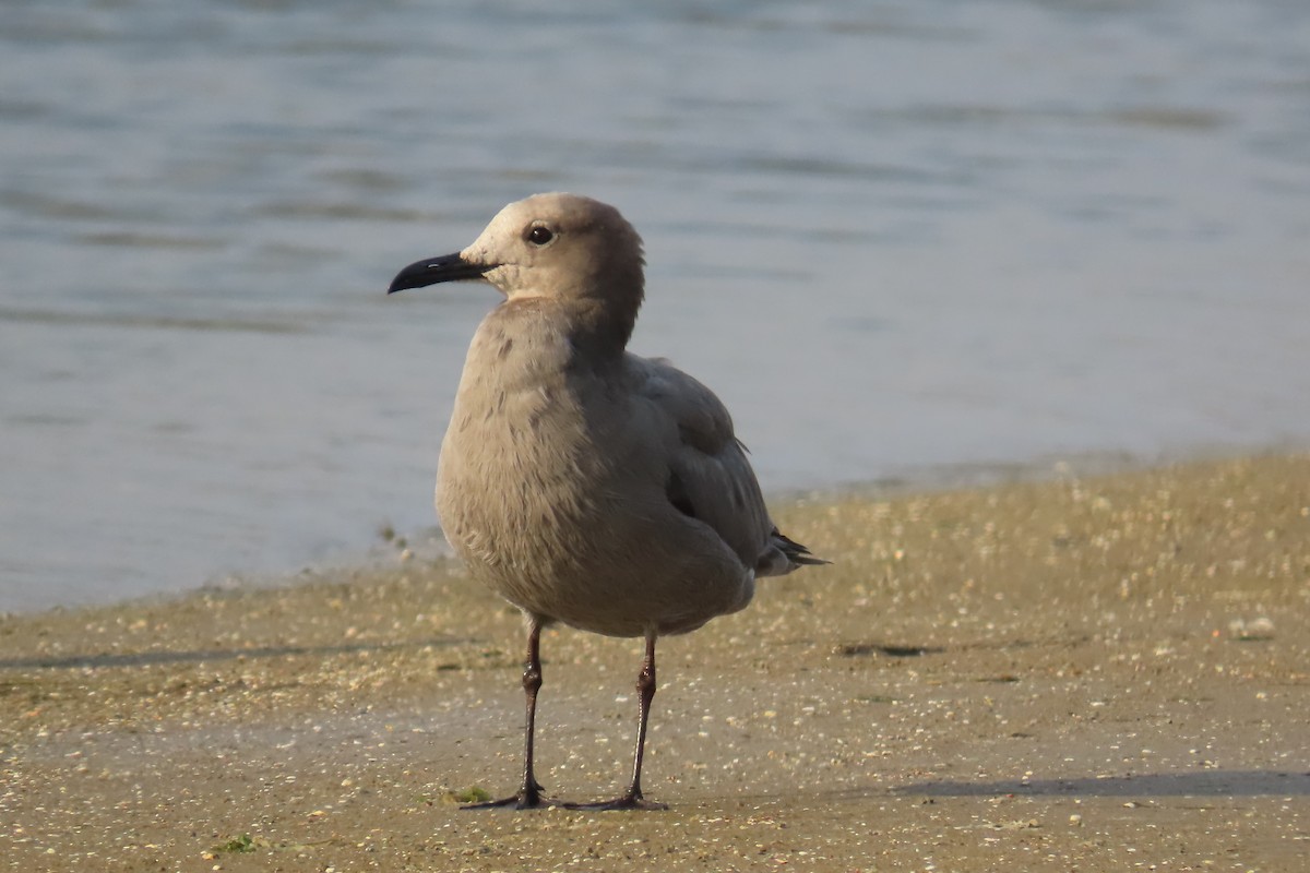 Gray Gull - ML616776394