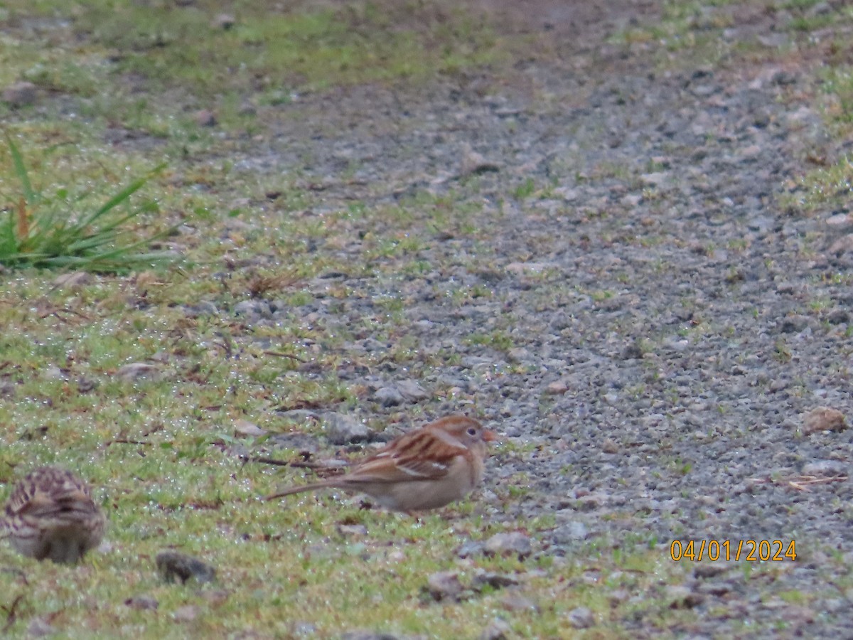 Field Sparrow - ML616776402