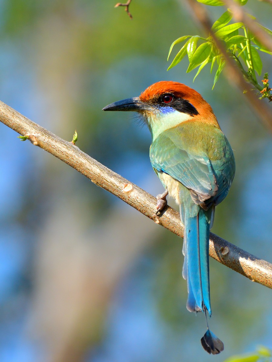 Motmot à tête rousse - ML616776410