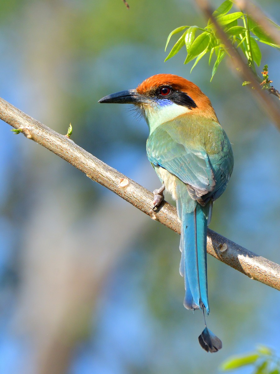 Russet-crowned Motmot - Isain Contreras