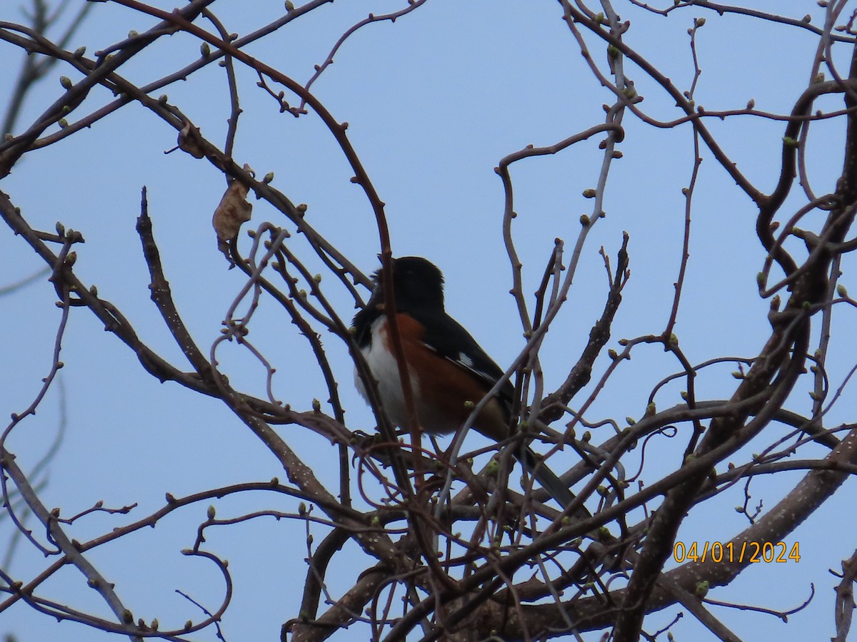 Eastern Towhee - ML616776420