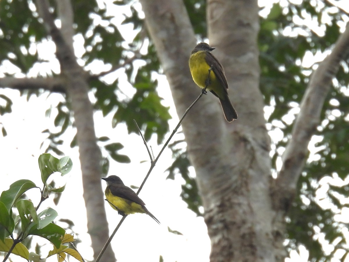 Dusky-chested Flycatcher - ML616776435