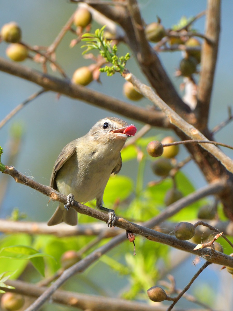 Warbling Vireo - Isain Contreras