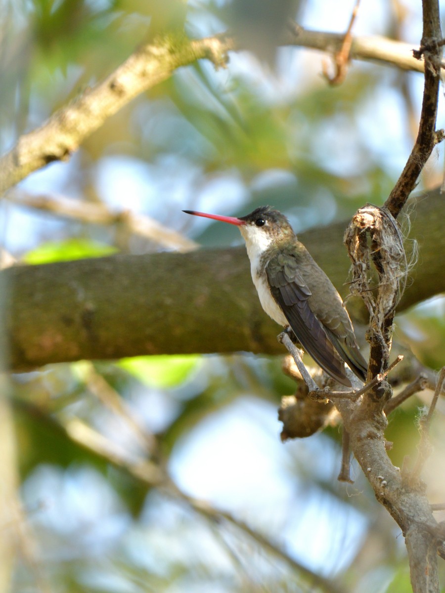 kolibřík fialovokorunkatý - ML616776468