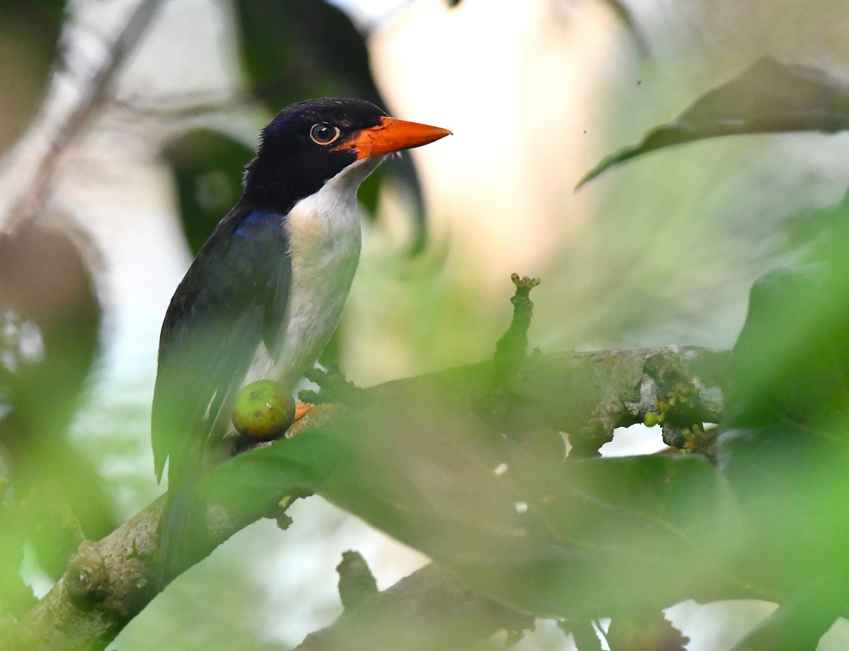 White-rumped Kingfisher - ML616776494