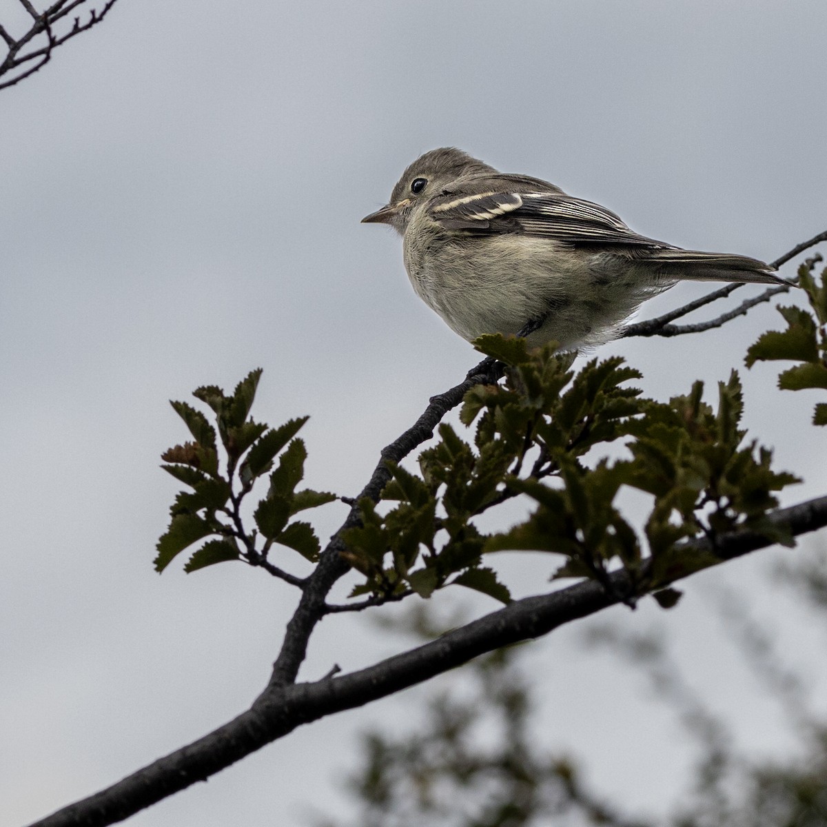 White-crested Elaenia - Eric Wolfe