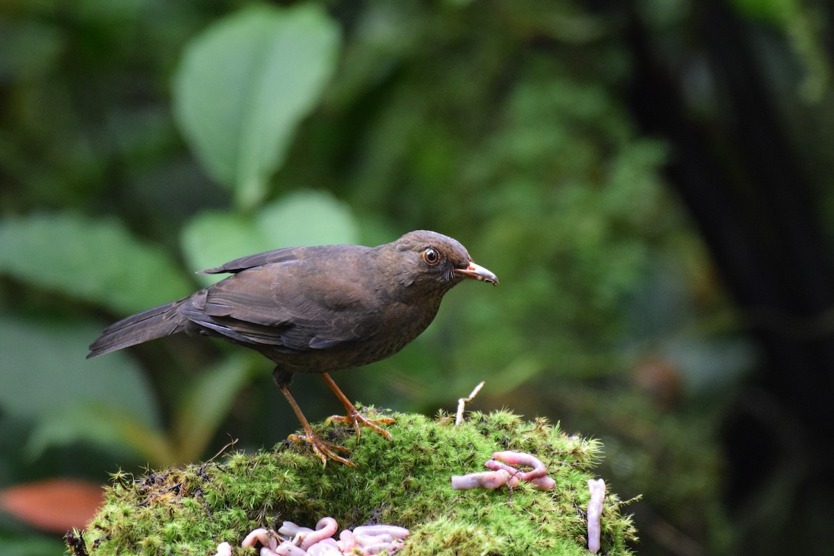 Ecuadorian Thrush - Nick Kowalske