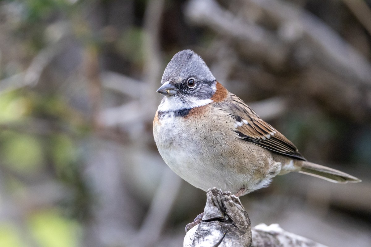 Rufous-collared Sparrow - ML616776511