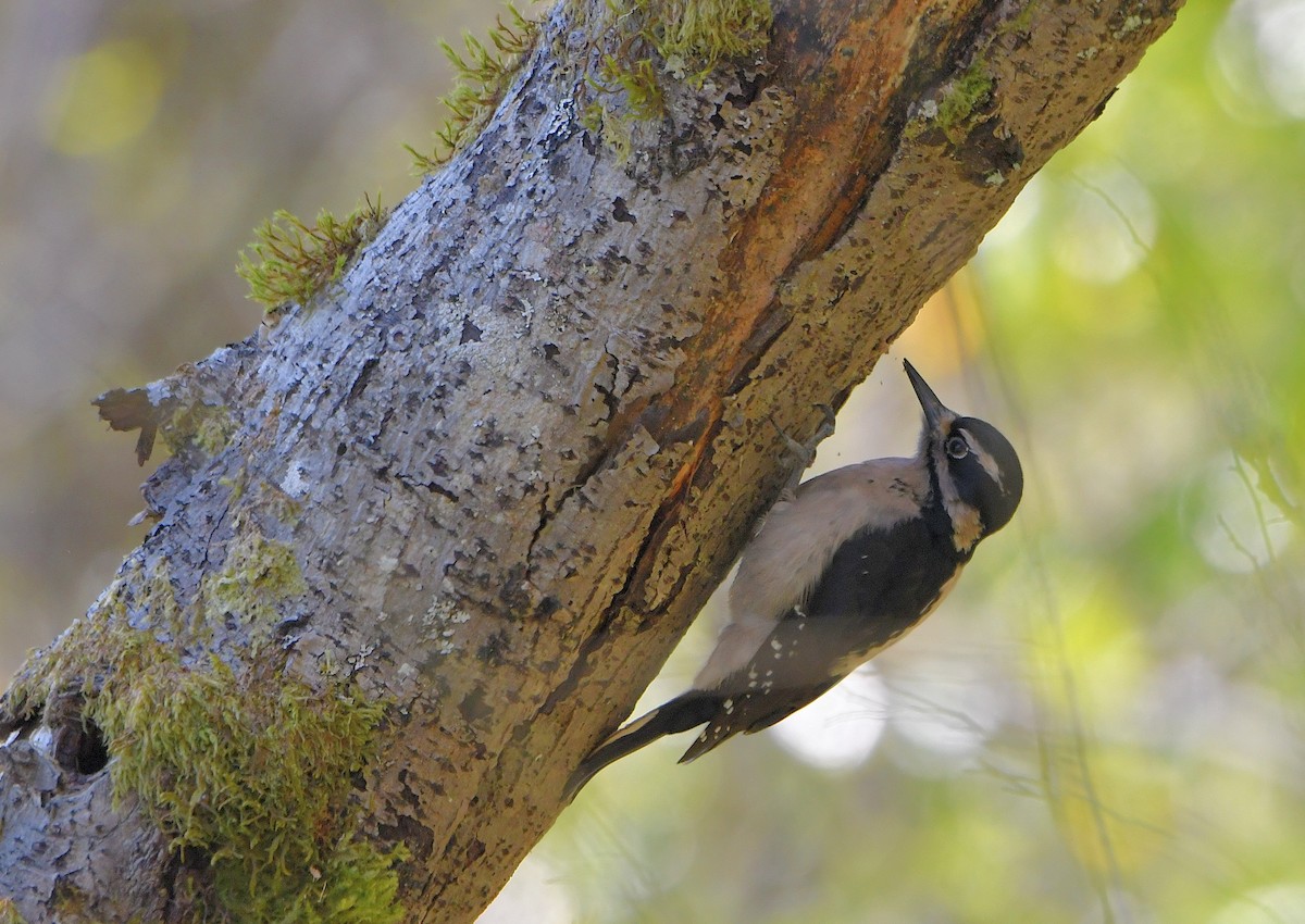 Hairy Woodpecker (Pacific) - Carol Riddell