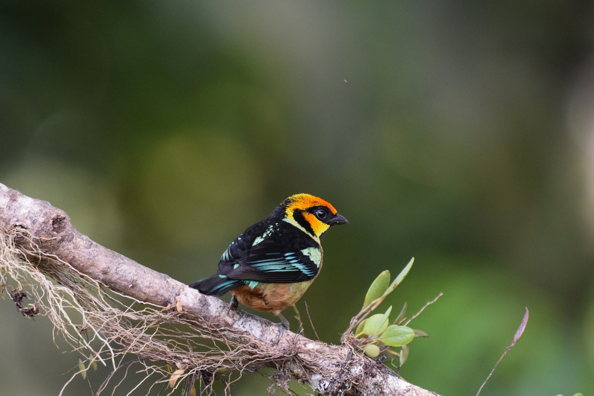 Flame-faced Tanager - Nick Kowalske