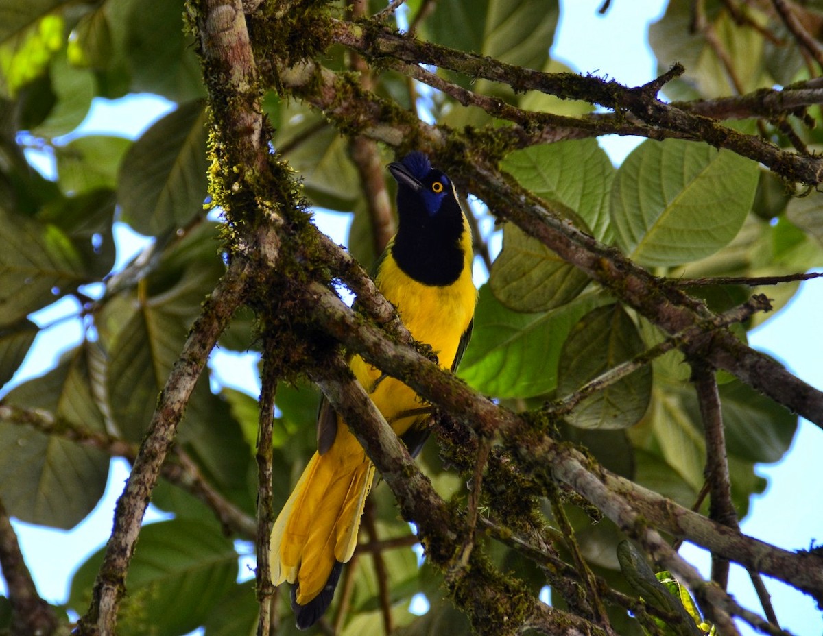 Green Jay - ML616776608