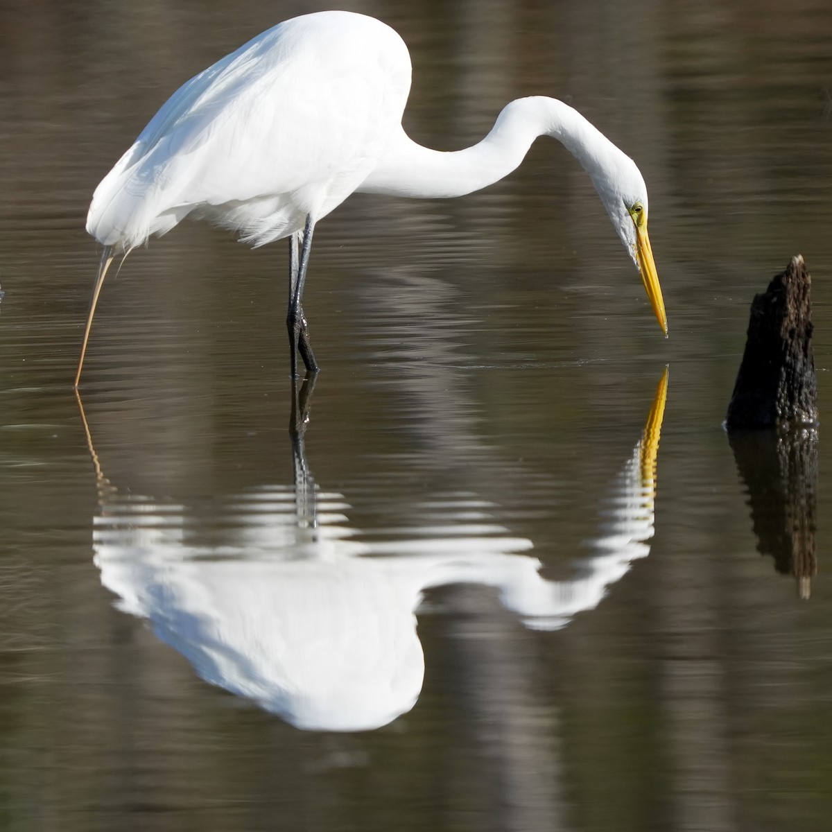 Great Egret - ML616776641