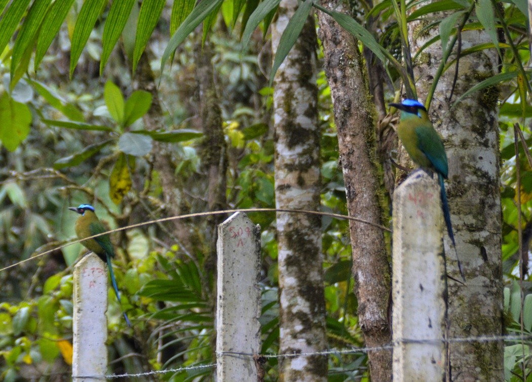 Andean Motmot - ML616776643