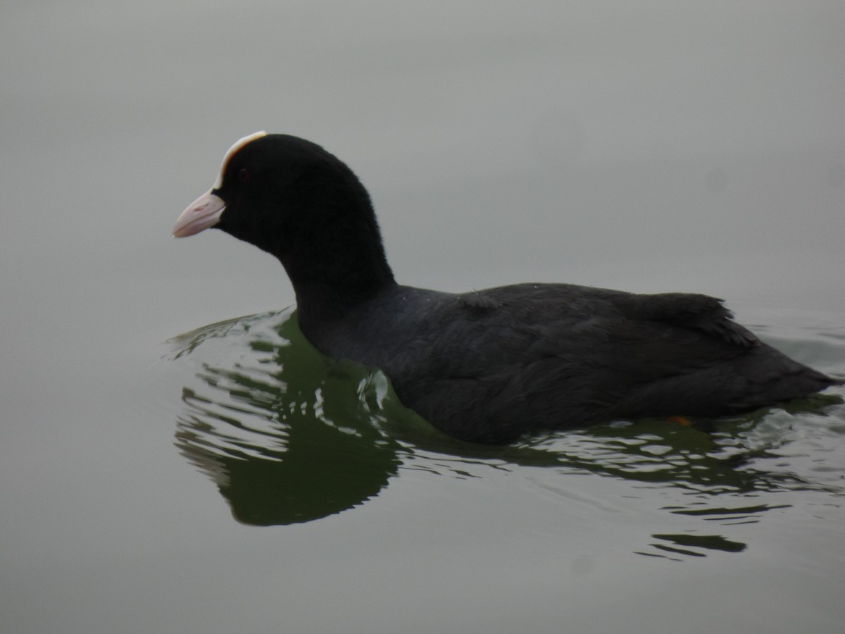 Eurasian Coot - ML616776647