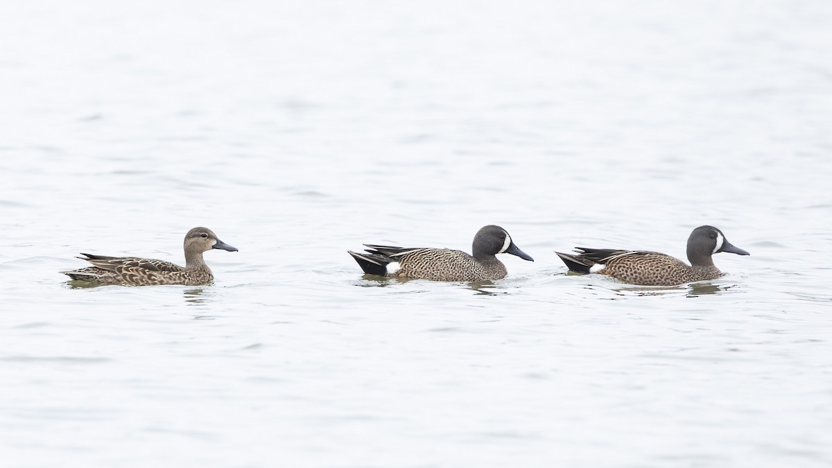 Blue-winged Teal - ML616776662